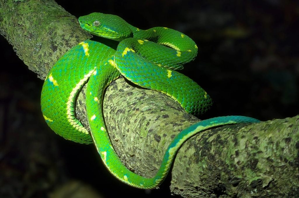 Night Walk in Monteverde