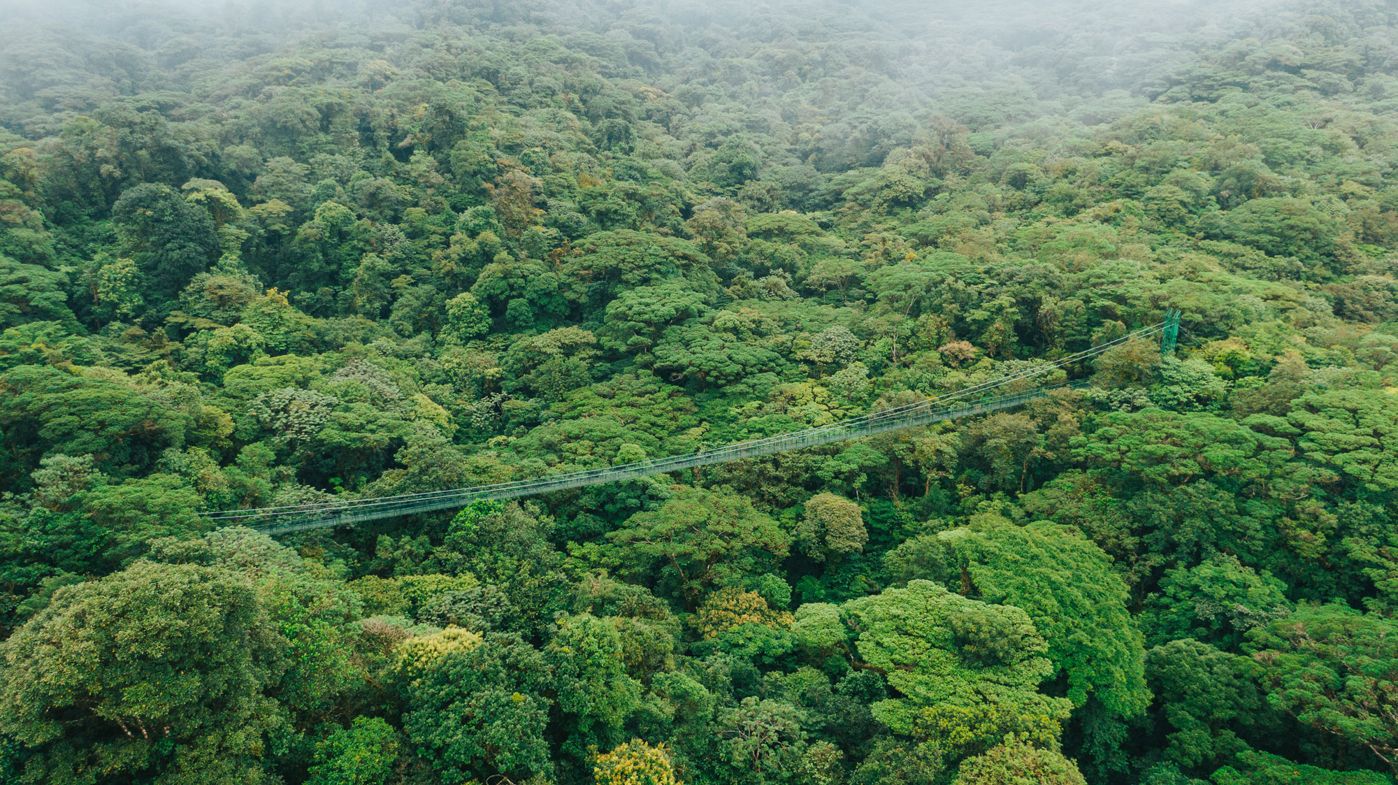 Suspension bridge in the middle of the forest