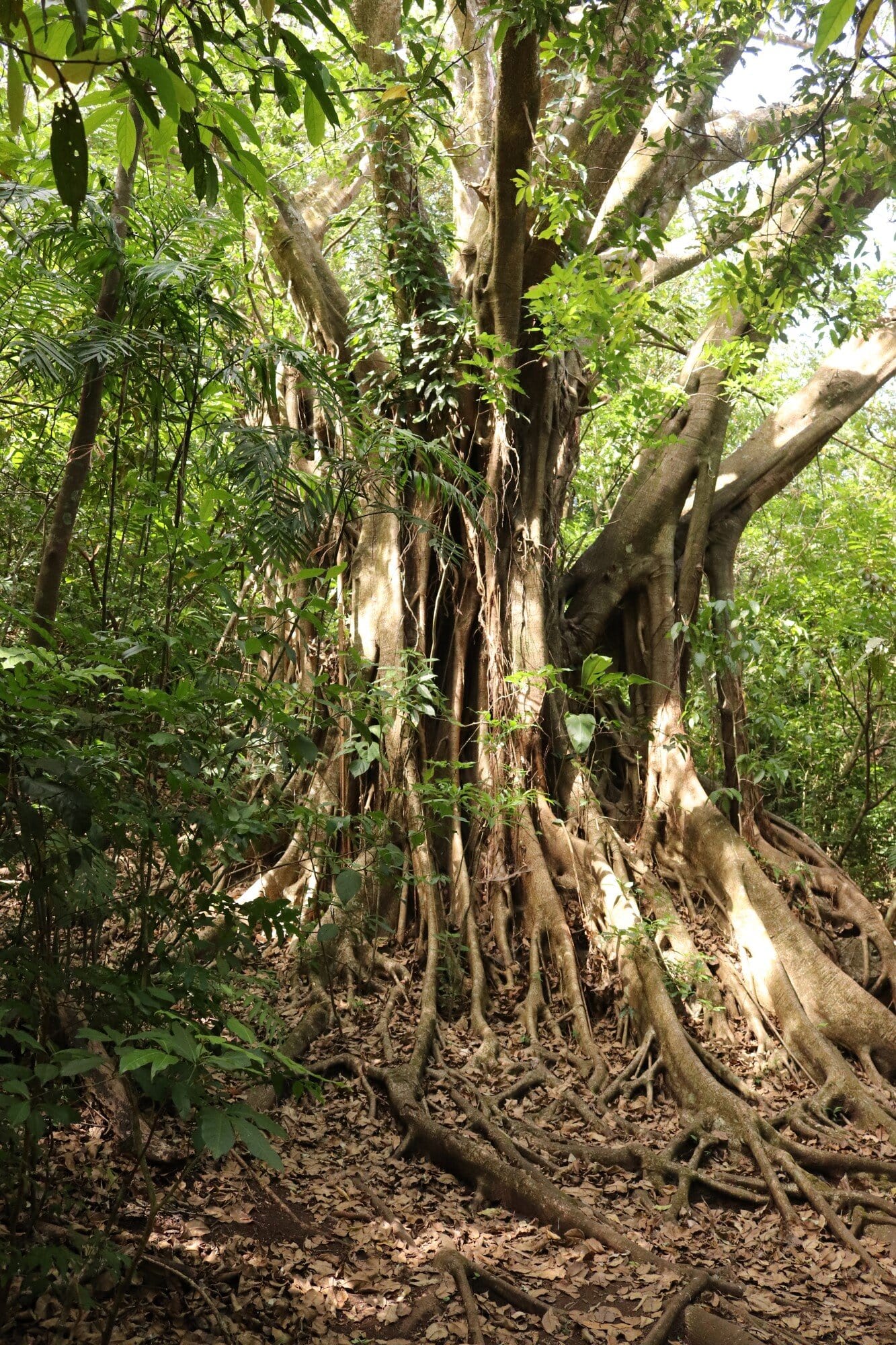 Monteverde Ecological Sanctuary Nature Trail