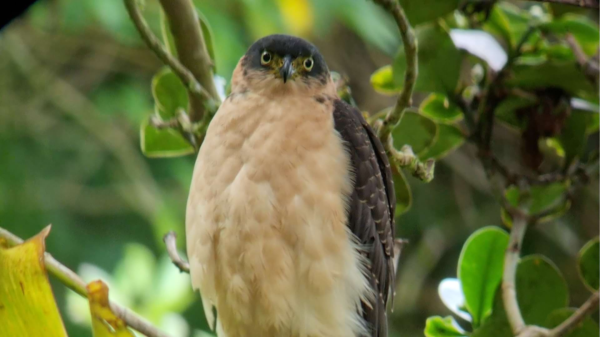 Bird Watching in the Cloud Forest