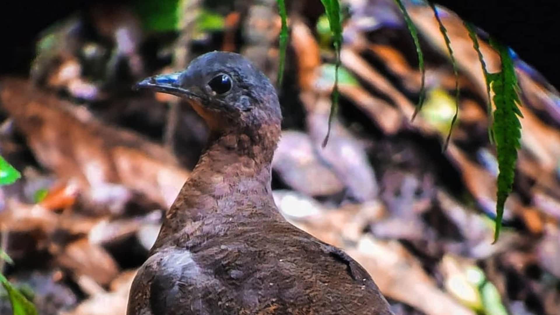 Bird Watching in the Cloud Forest