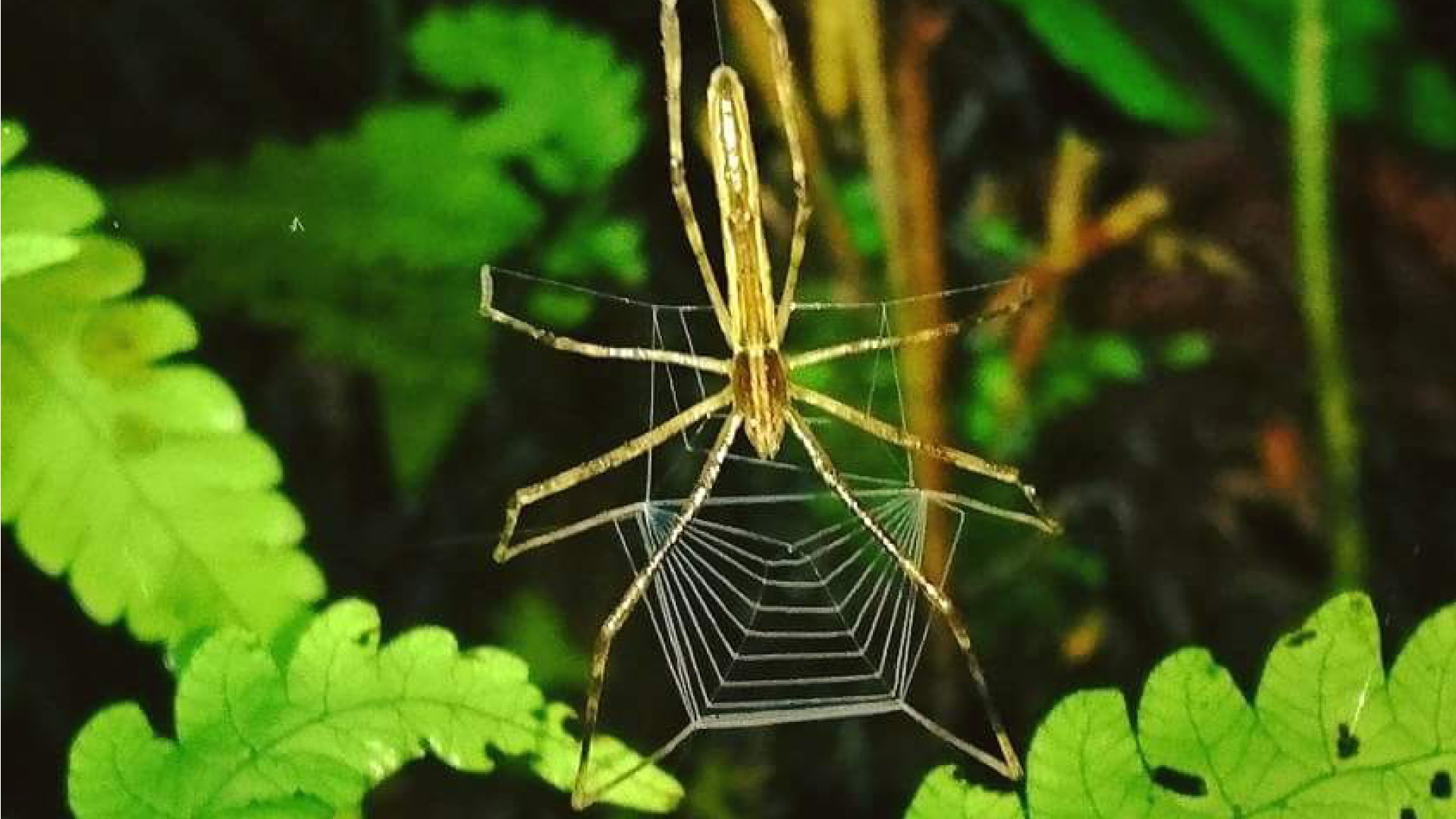 Night Walk in the Cloud Forest