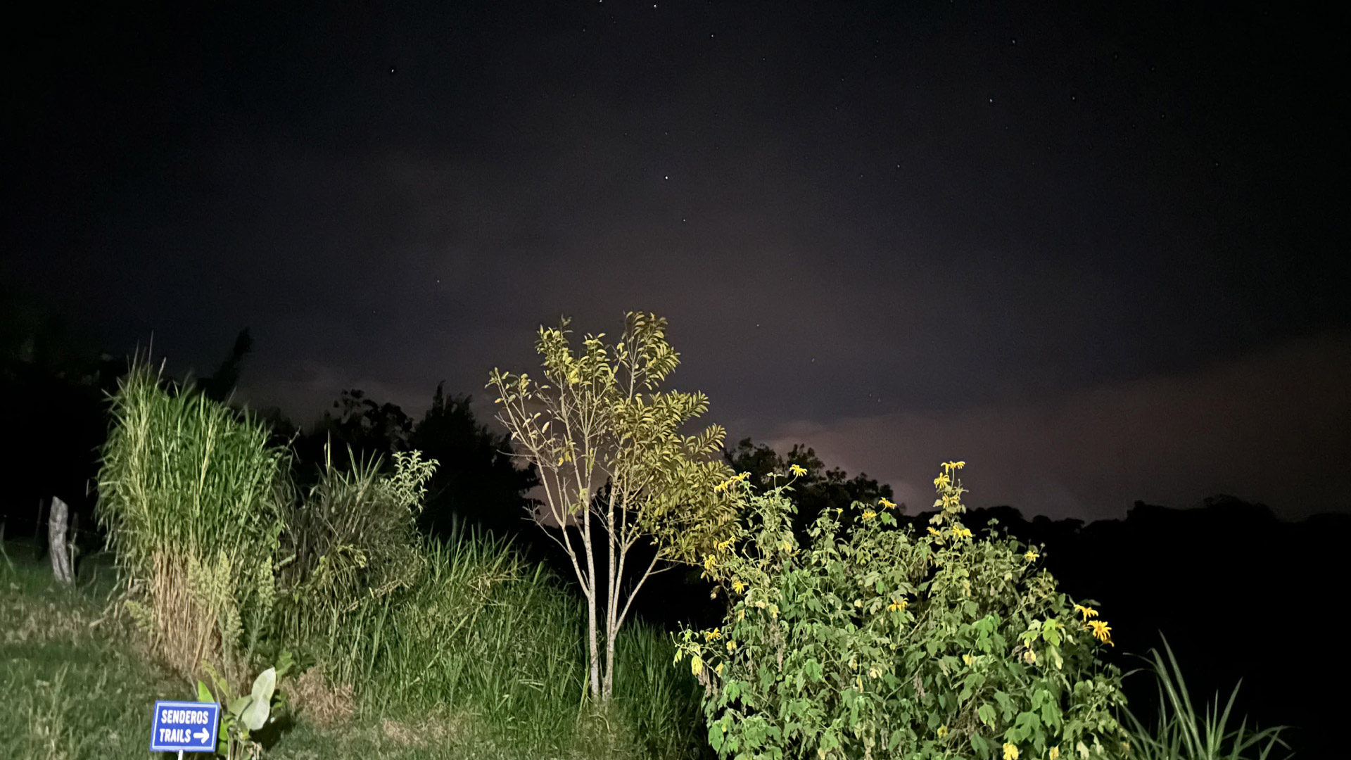 Night Walk with Kinkajou