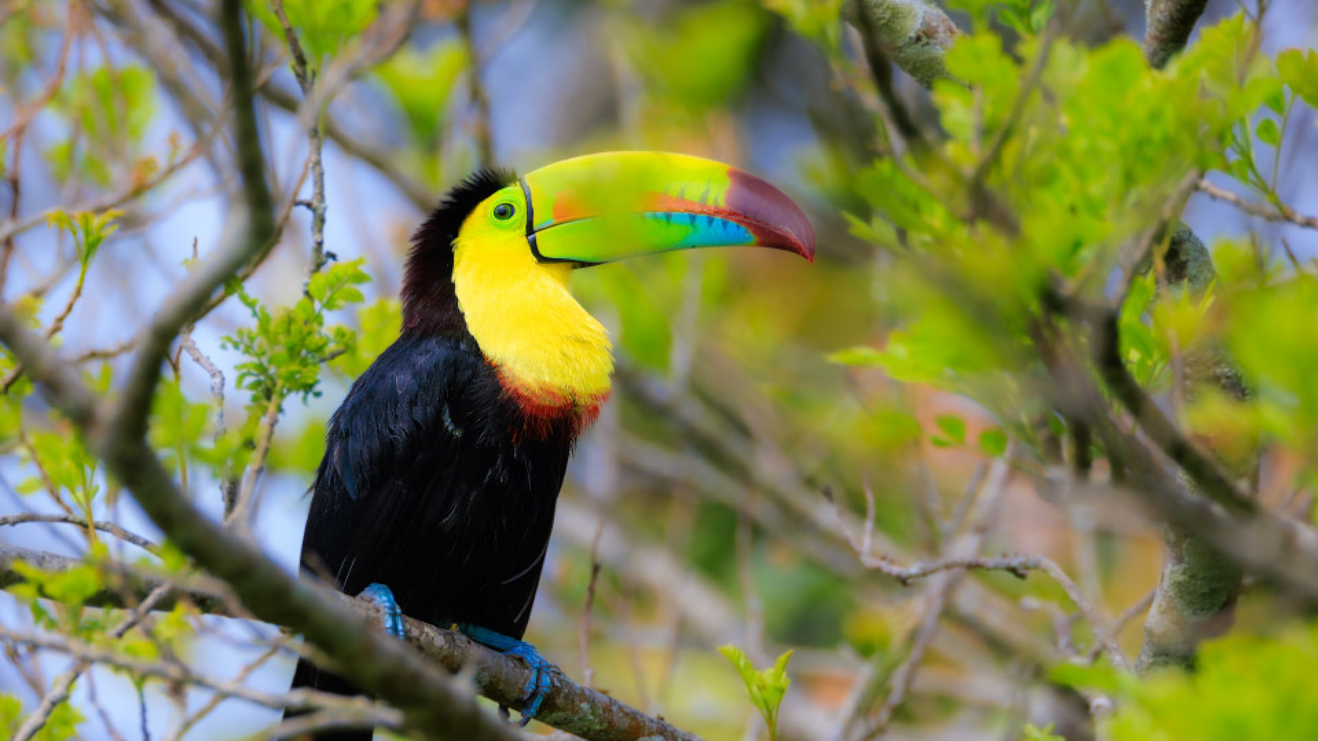 Bird Watching at Finca Lantana