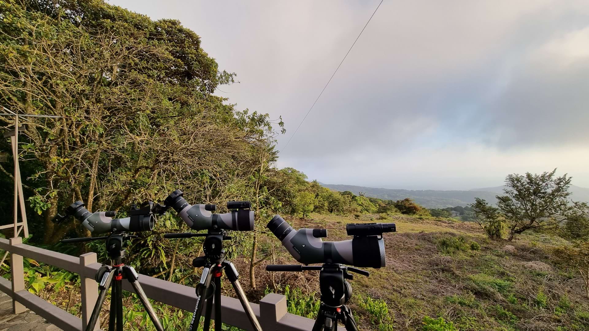 Bird Watching in the Cloud Forest