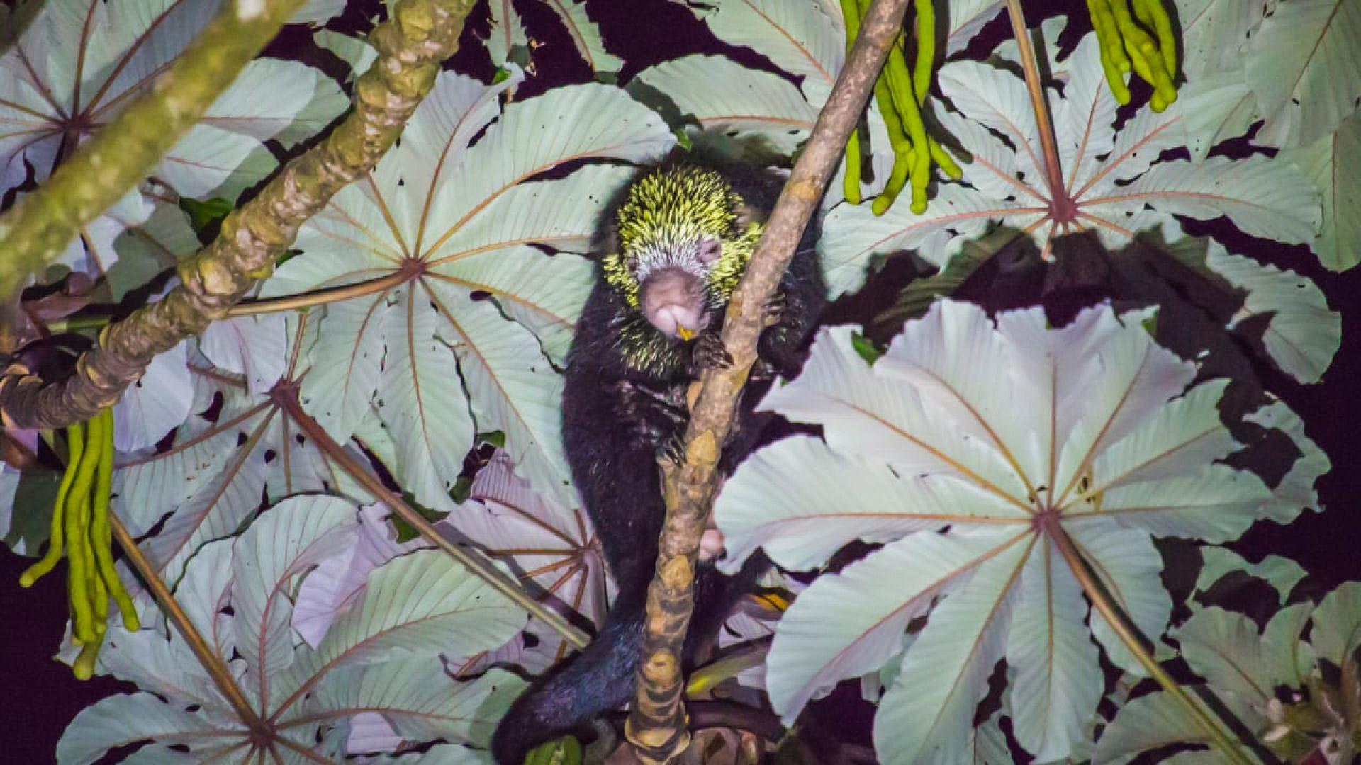 Night Walk with Kinkajou