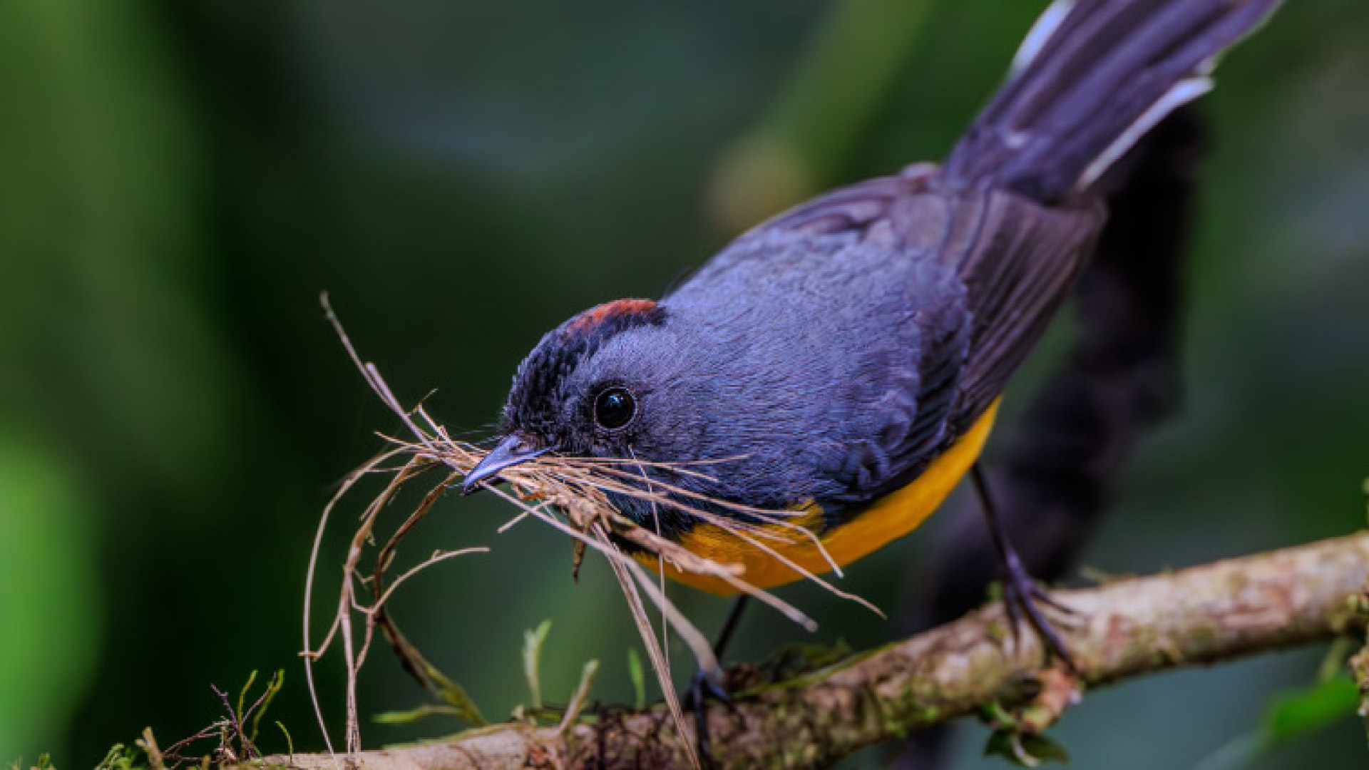 Bird Watching at Finca Lantana