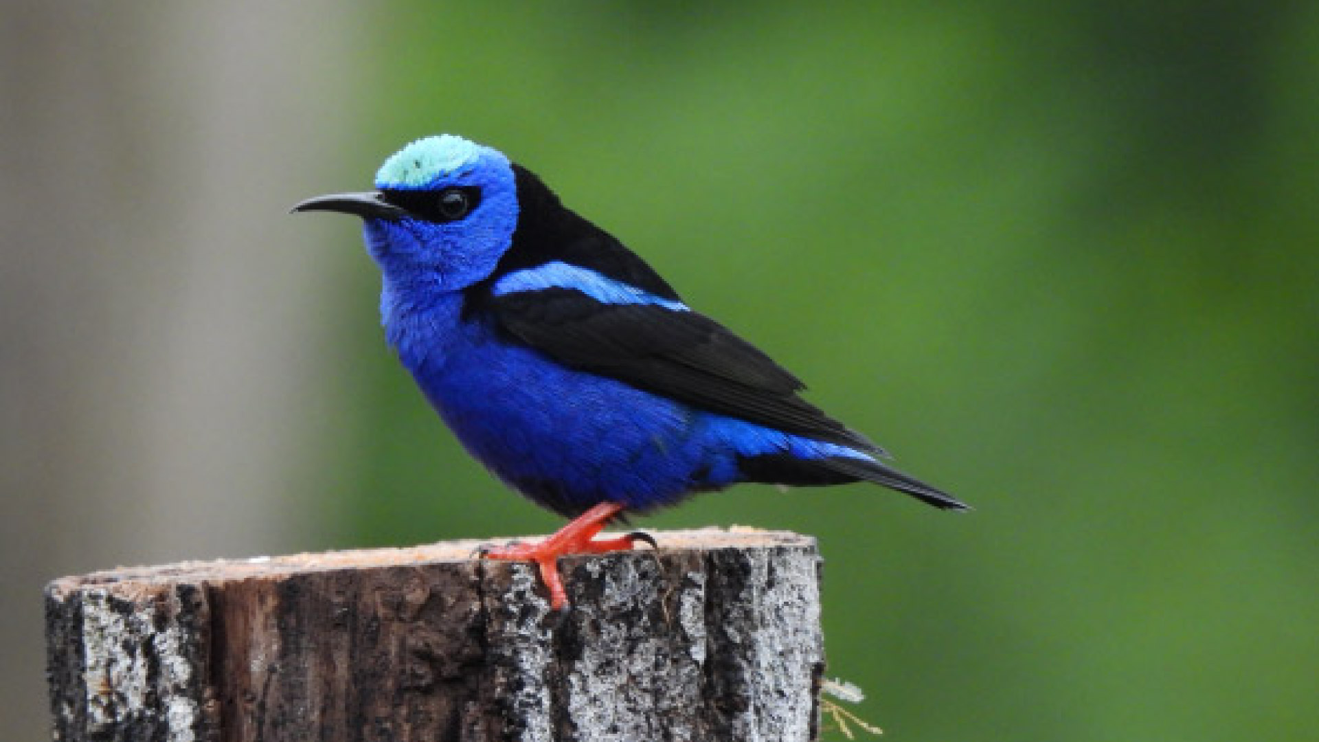 Bird Watching at Finca Lantana